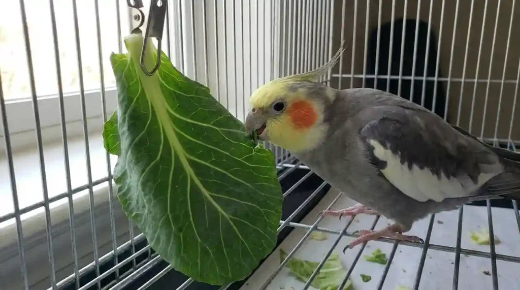Calopsita bicando folha de couve fixada na grade da gaiola