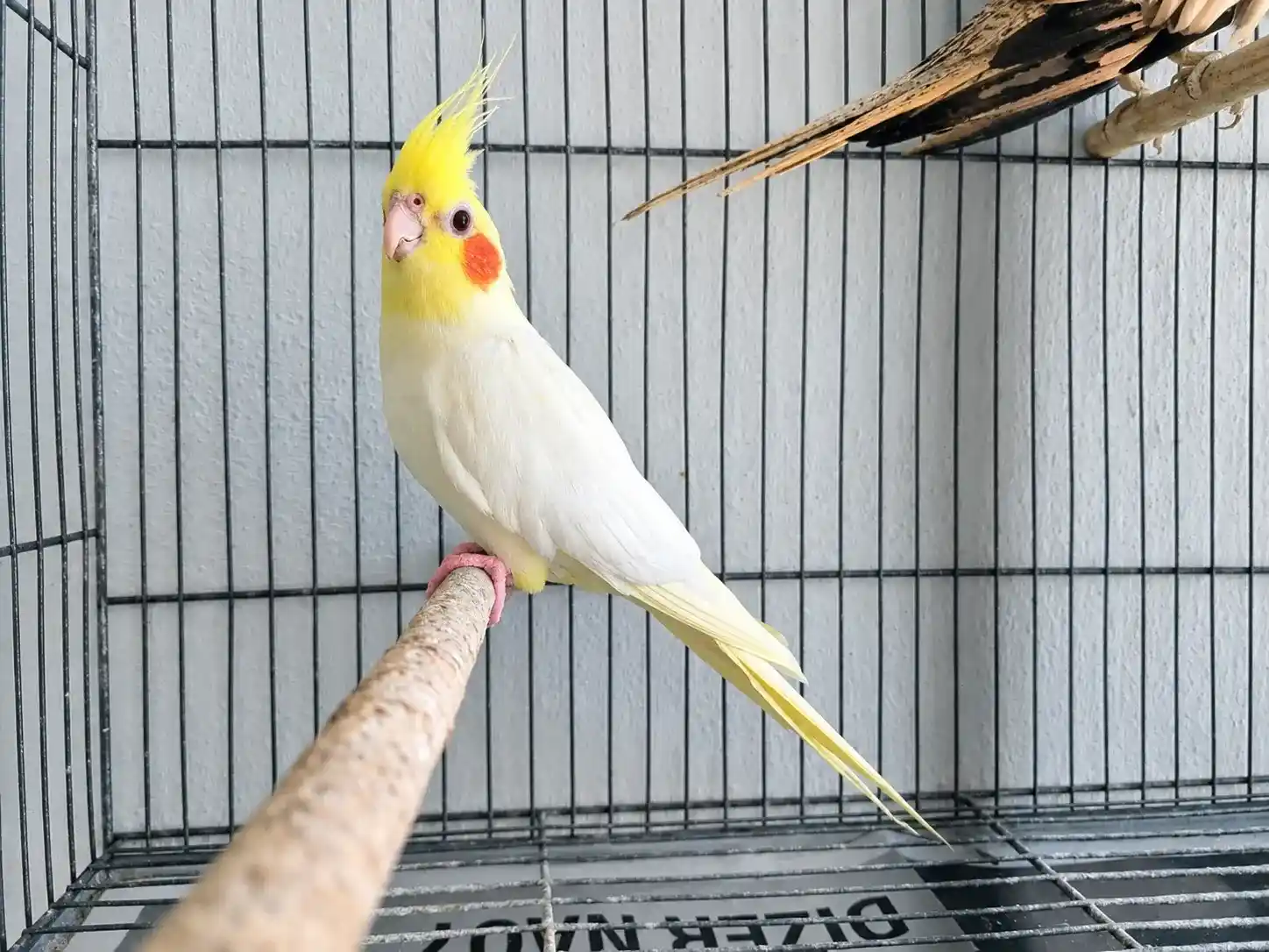 Bita, calopsita lutino macho, empoleirado dentro da gaiola