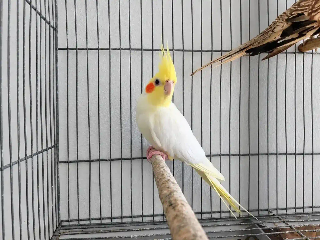 Bita, calopsita macho lutino, relaxado no poleiro com as penas soltas