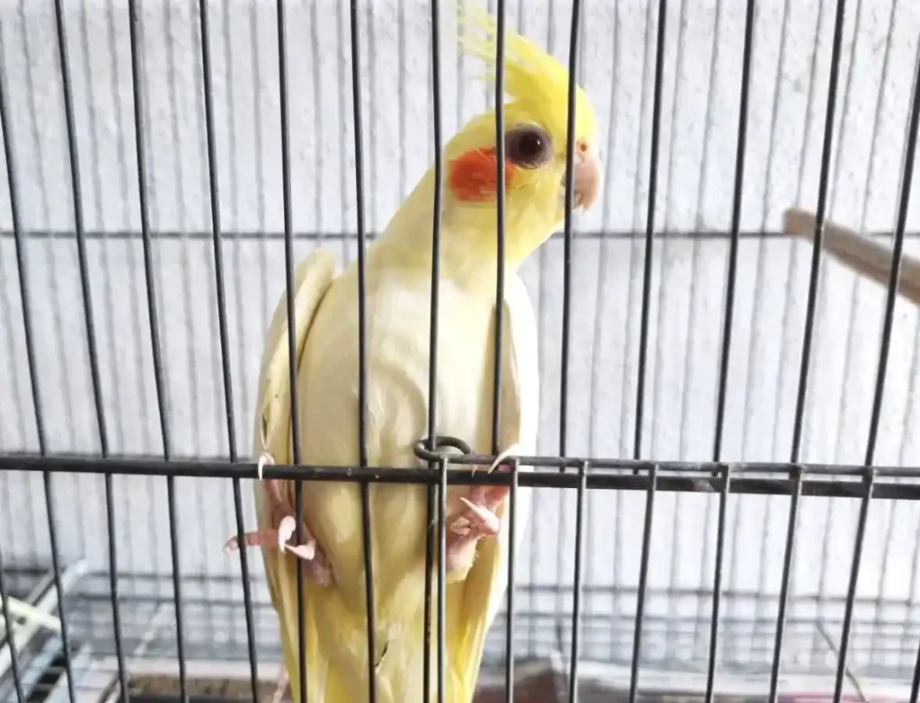 calopsita lutino com corpo amarelo-claro, bochecha laranja