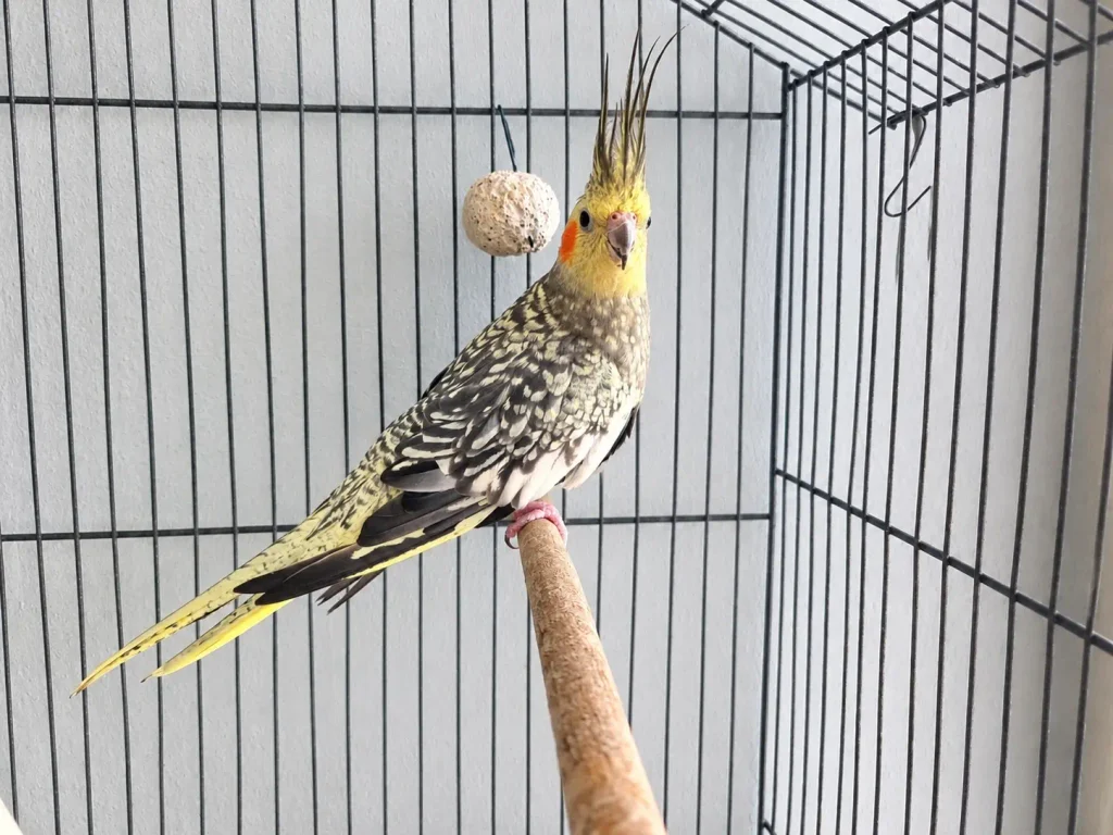 Calopsita pérola com a crista totalmente erguida em sinal de atenção.