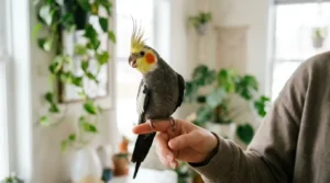 calopsita macho cinza de crista erguida pousada no dedo